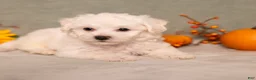 Bichon Frise dogs for sale: Quack - Ad 2