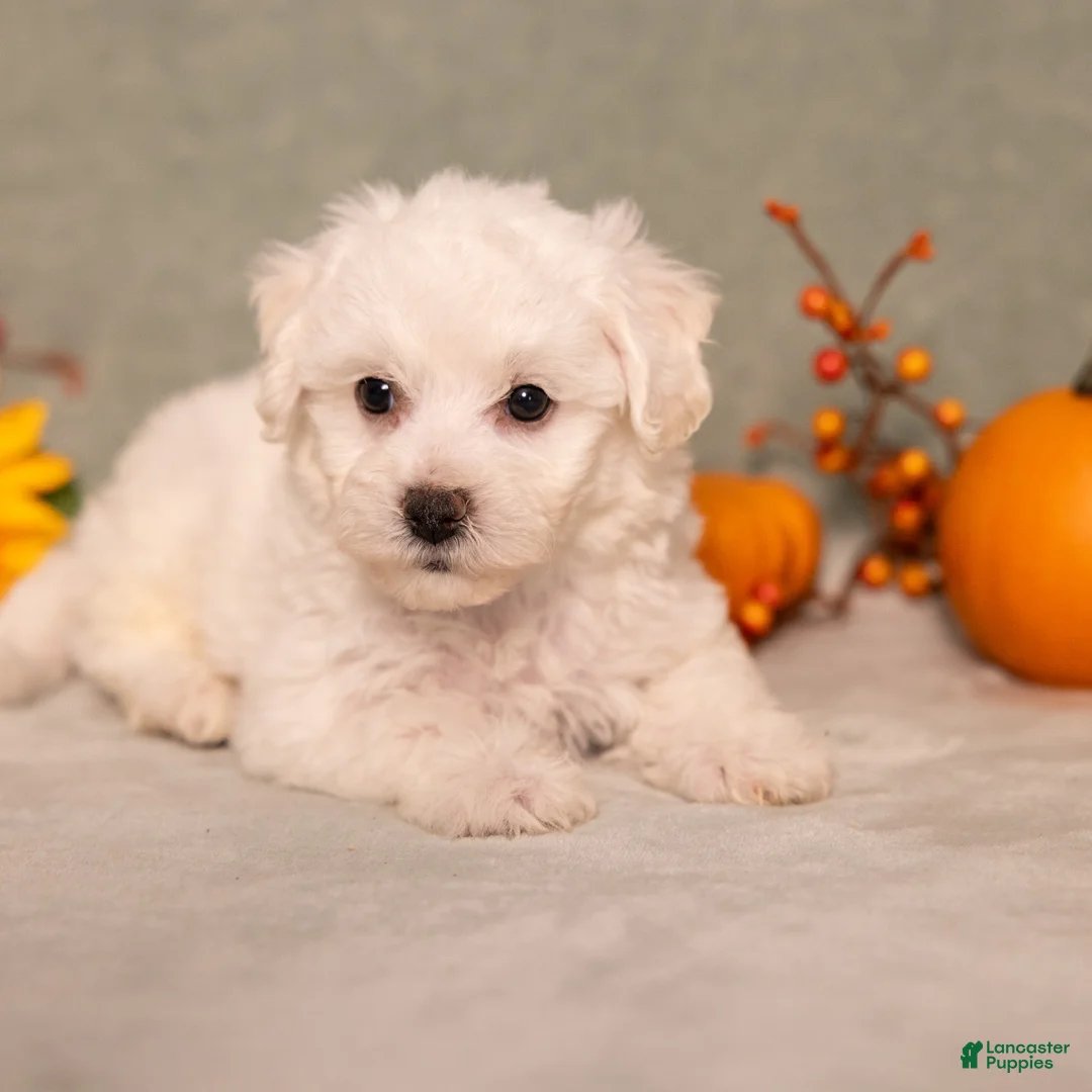 Bichon Frise dogs for sale: Quack - Ad 2
