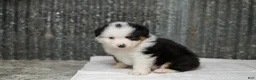 Miniature Australian Shepherd dogs for sale: Larana Miniature Australian Shepherd Puppy  - Ad 7
