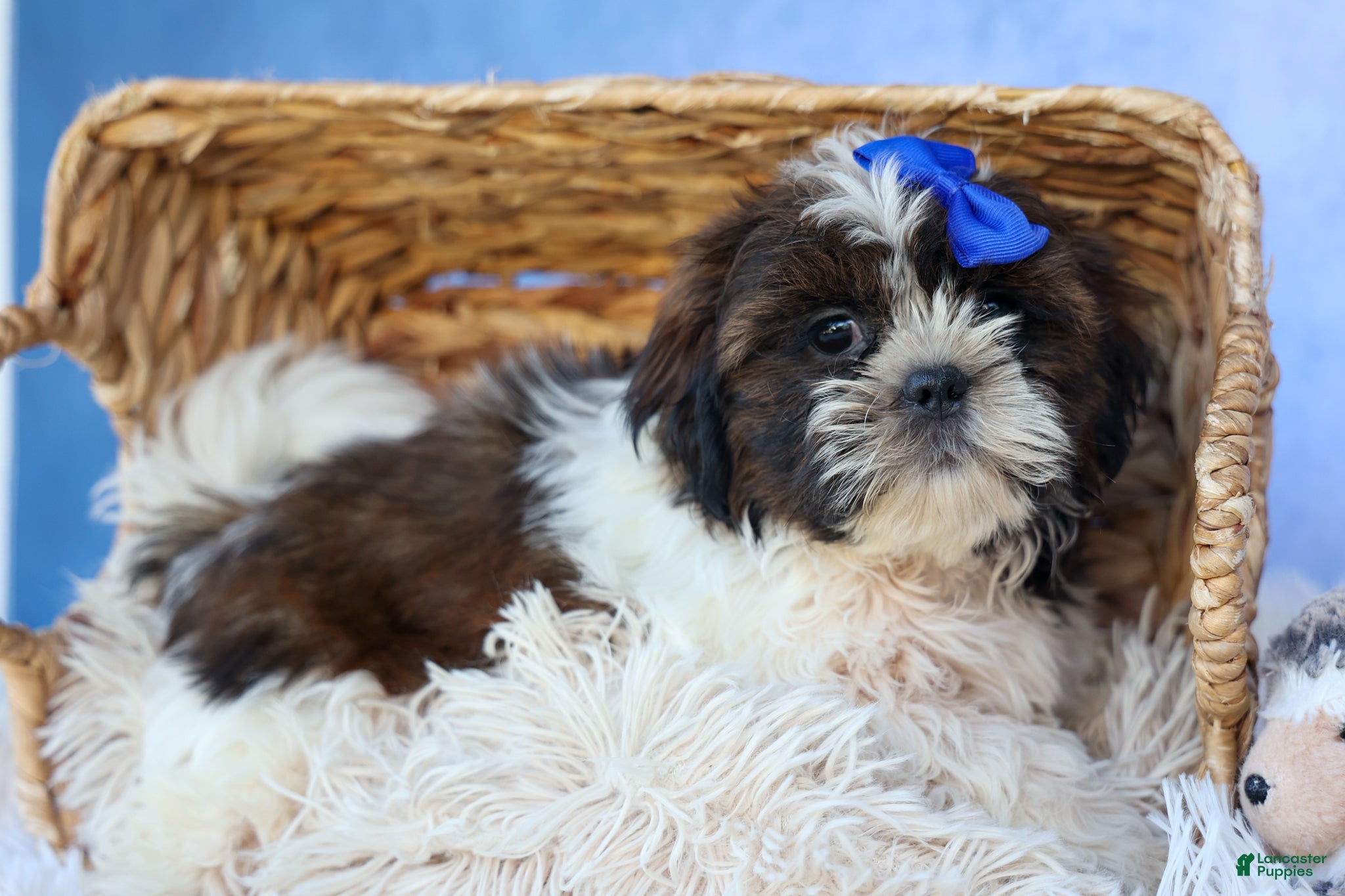Shih Tzu dogs RANDY - Ad 2