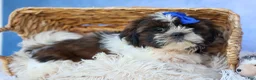 Shih Tzu dogs for sale: RANDY - Ad 2