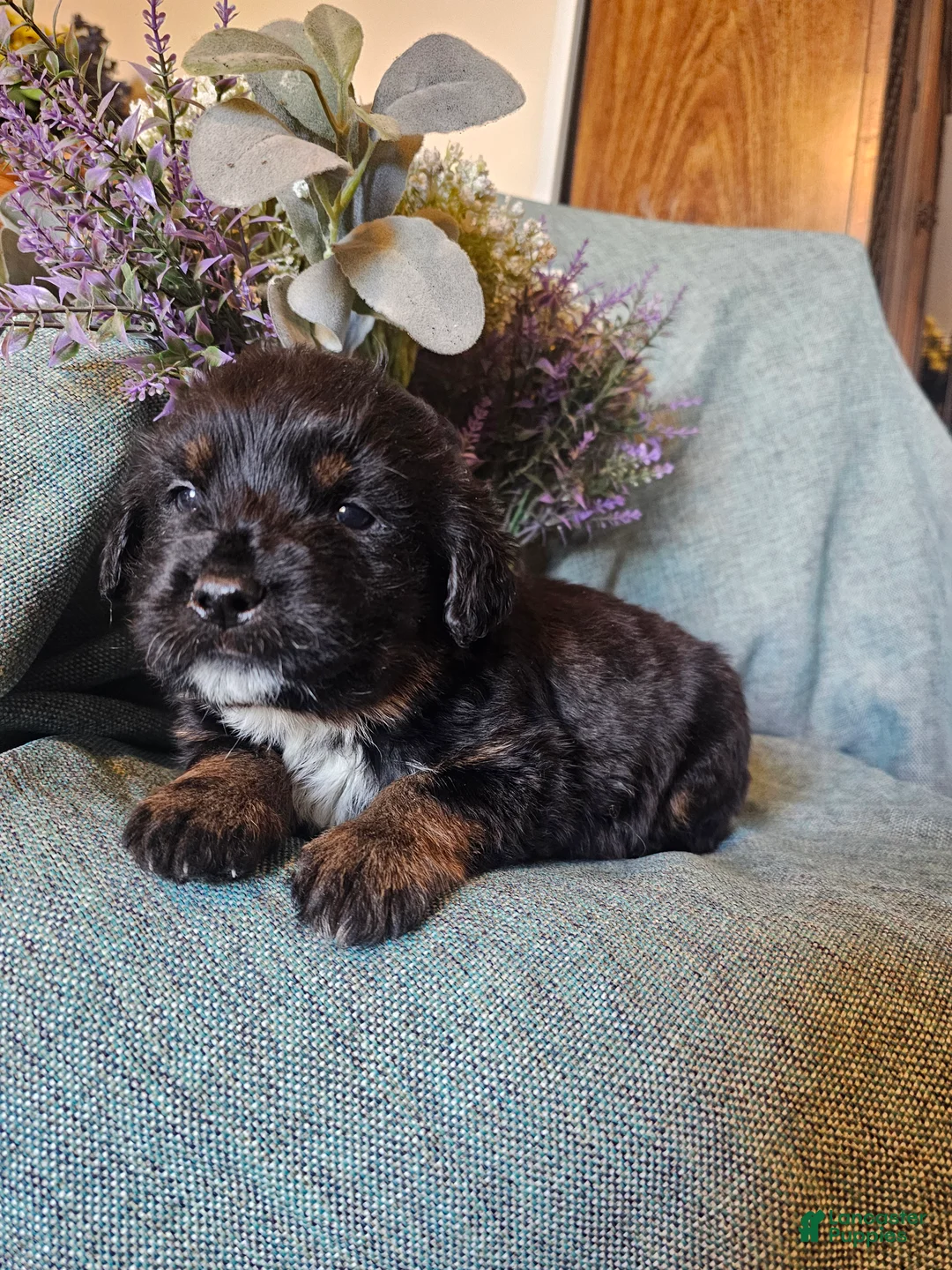 Mixed Breed dogs for sale: Fern - Ad 5