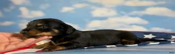 Miniature Dachshund dogs for sale: AKC Panther LH DNA OFA  - Ad 2
