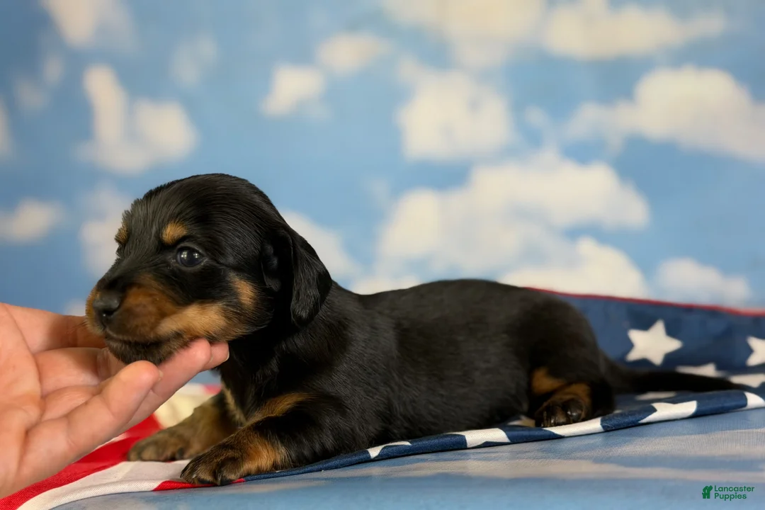 Miniature Dachshund dogs for sale: AKC Panther LH DNA OFA  - Ad 2