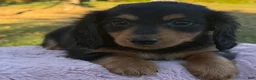 Miniature Dachshund dogs for sale: Ellie - Ad 9