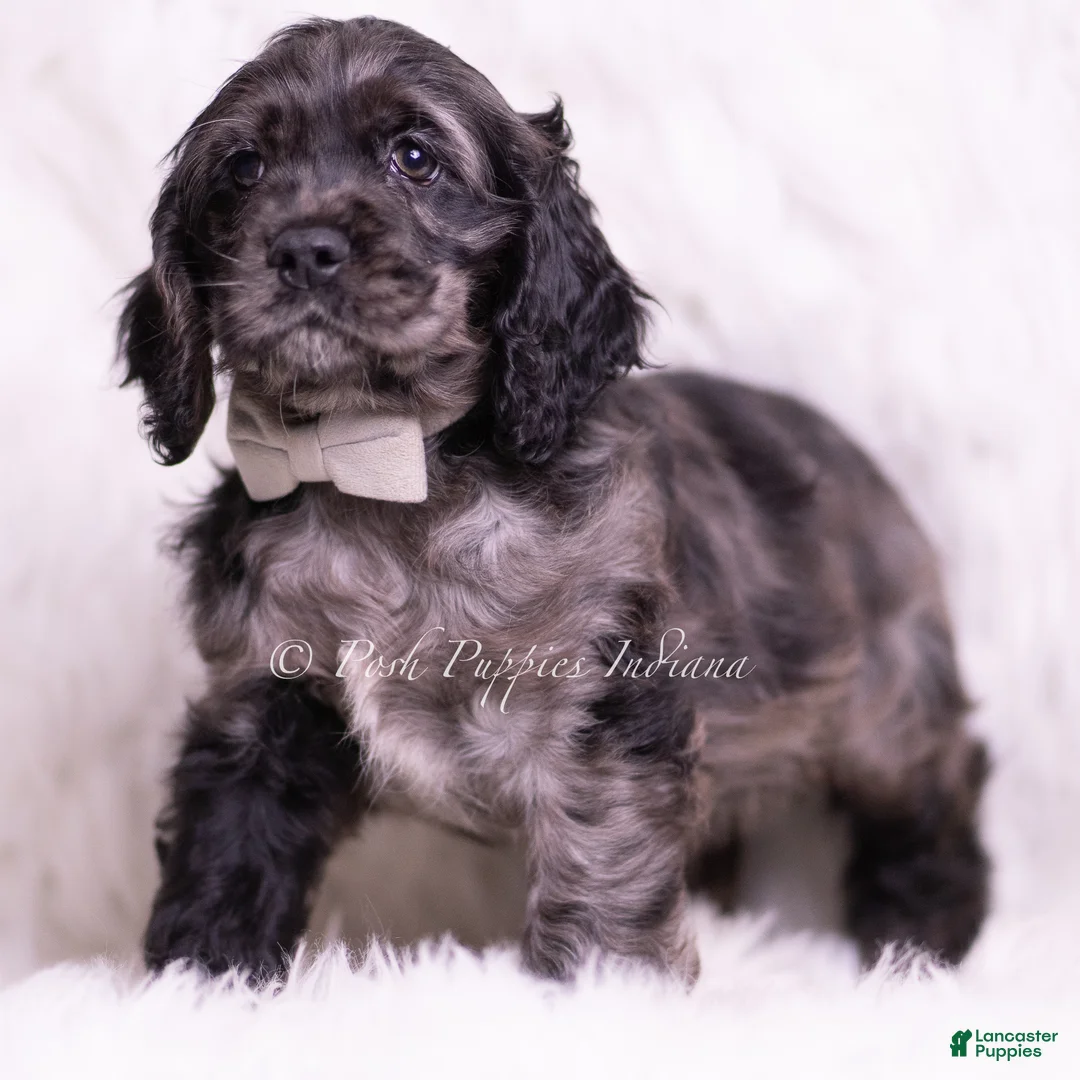 Cocker Spaniel dogs for sale: Picasso - Ad 5