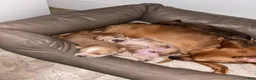 Mixed Breed dogs for sale: Chloe - Ad 7