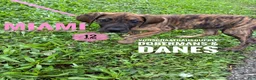 Great Dane dogs for sale: Miami - Ad 13