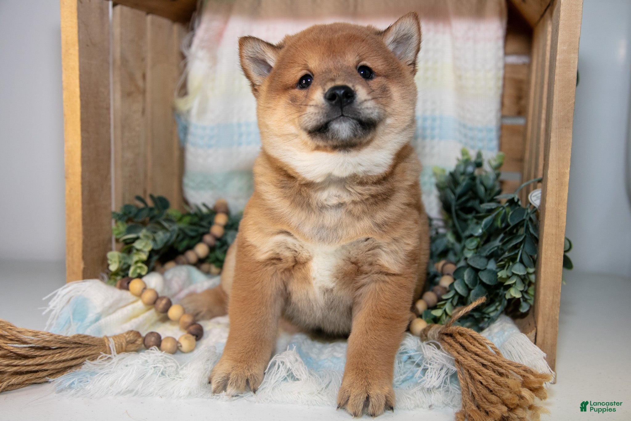 Shiba Inu dogs Leo - Ad 1