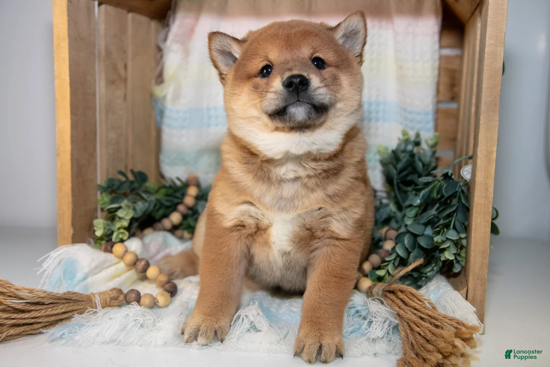 Shiba Inu dogs for sale: Leo - Ad 1