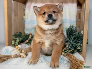 Shiba Inu dogs for sale: Leo - Ad 4