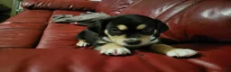 American Pit Bull Terrier dogs for sale: American Pit Bull Terrier 5 - Ad 26