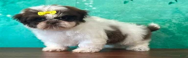 Candy female Shichon