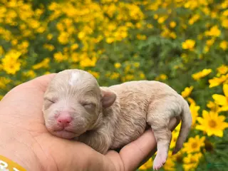 Maltipoo dogs Crispin - Ad 25