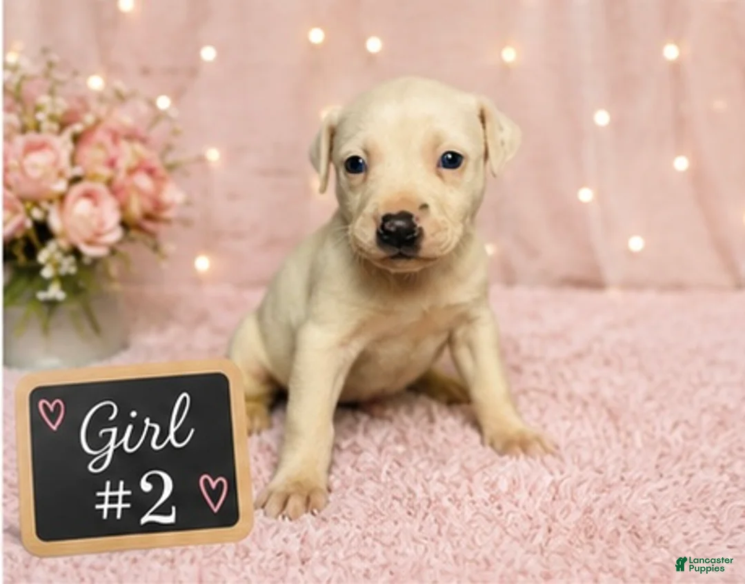 American Pit Bull Terrier dogs for sale: American Pit Bull Terrier 2 - Ad 2