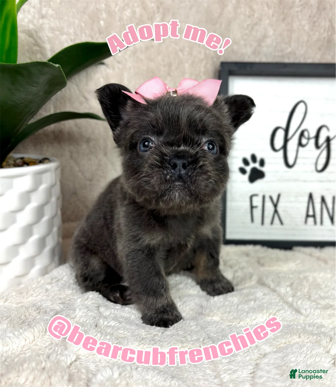 French Bulldog dogs for sale: Blue female  - Ad 2