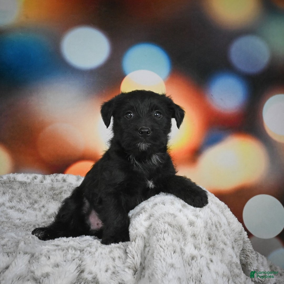 Mixed Breed dogs for sale: Daffodil - Ad 5
