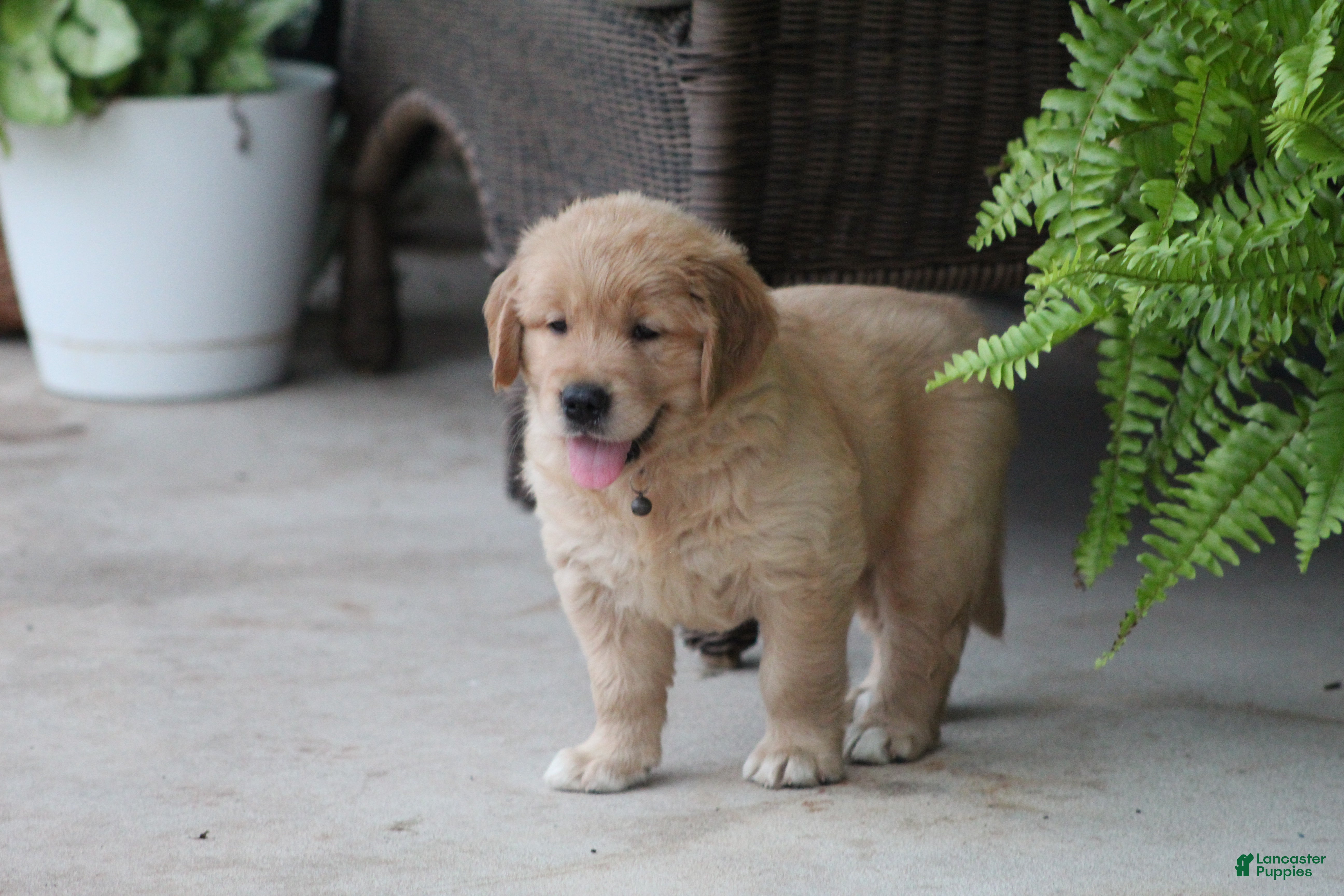 Golden Retriever dogs Sophie - Ad 1