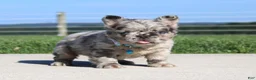 French Bulldog dogs for sale: Hank - Ad 1
