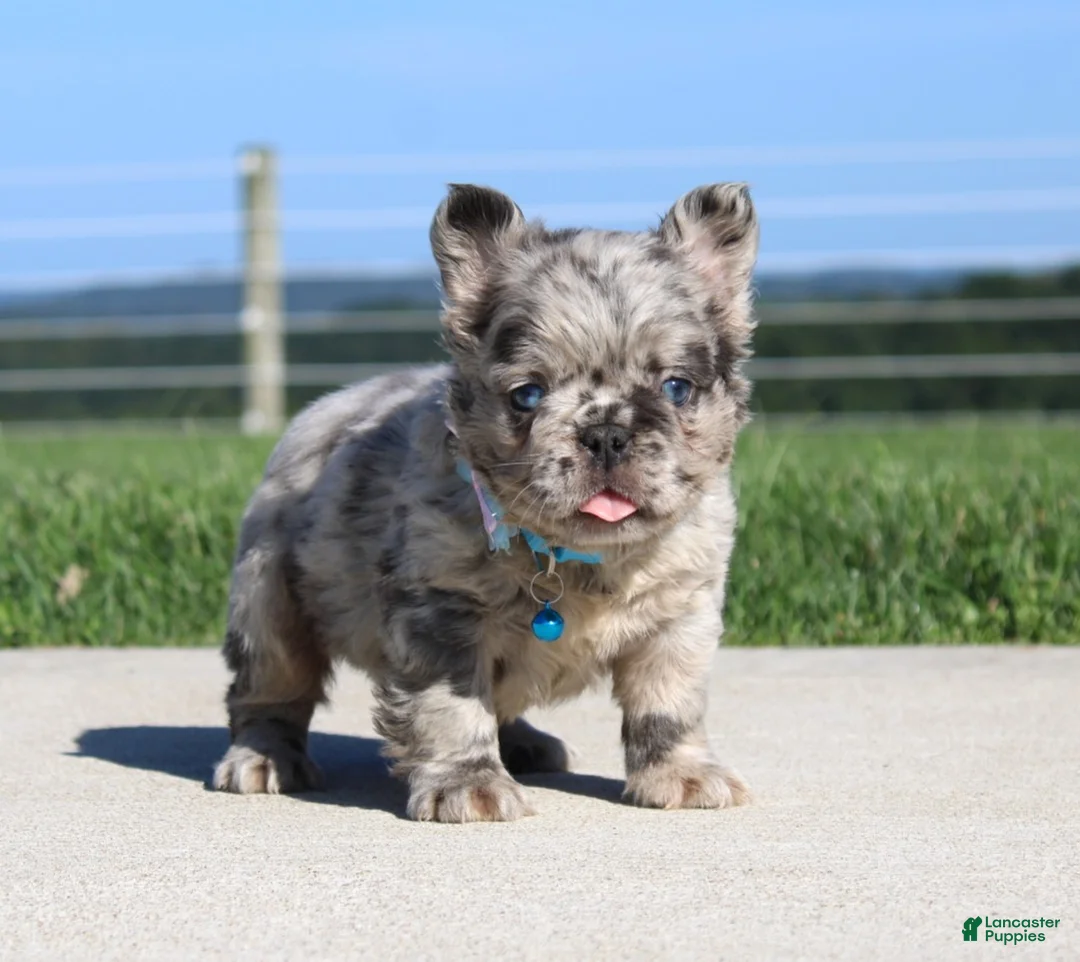 French Bulldog dogs for sale: Hank - Ad 1