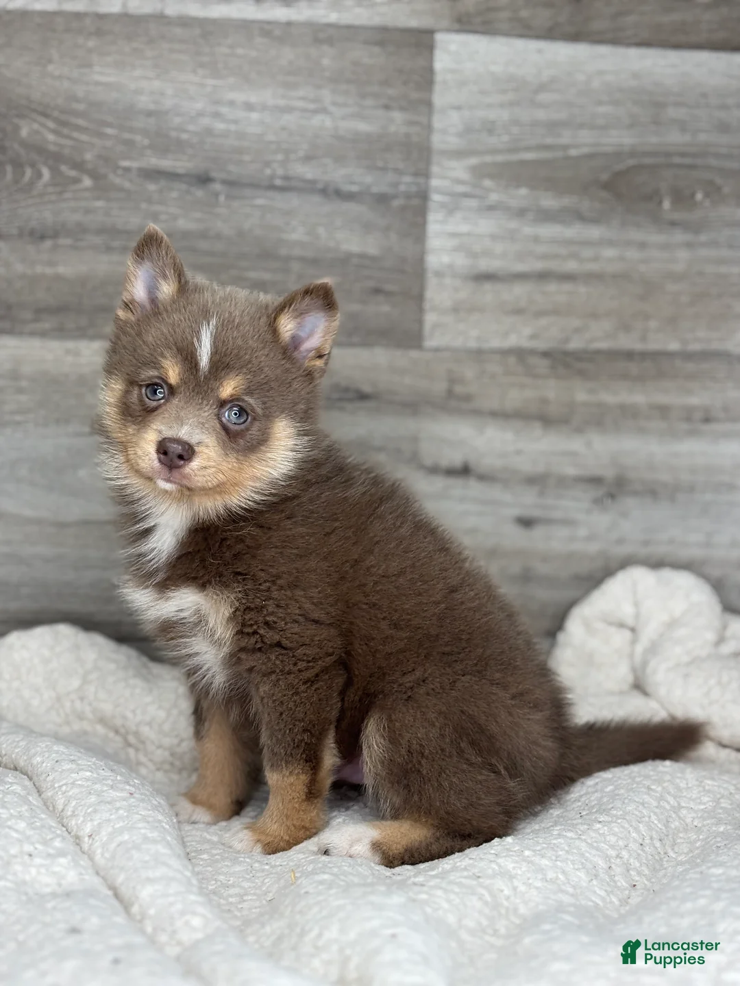 Pomsky dogs for sale: Philip - Ad 3