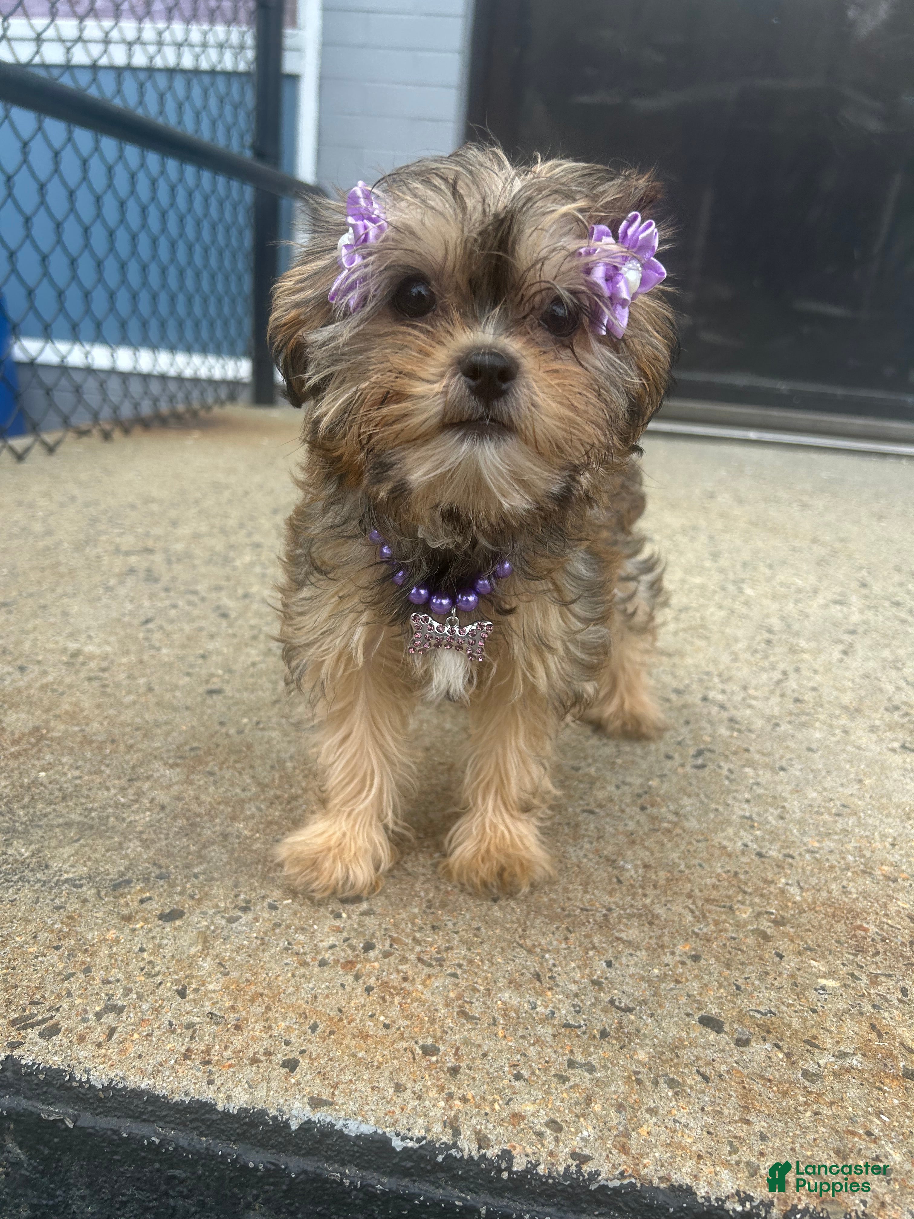 Shorkie dogs Shorkie Puppy 4 - Ad 23