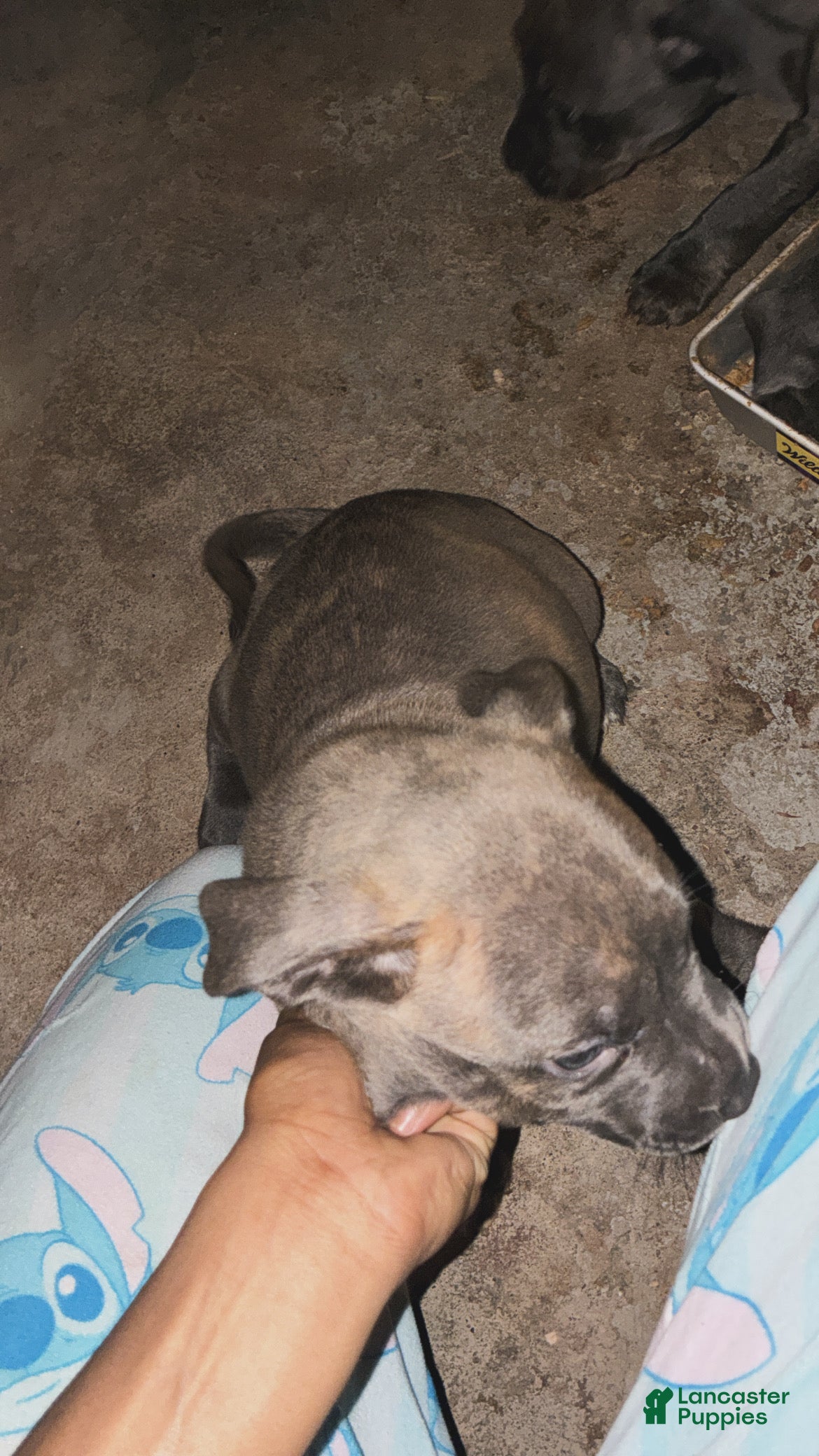 American Pit Bull Terrier dogs Tiva  - Ad 15