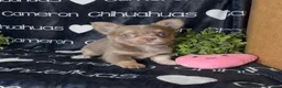 Chihuahua dogs for sale: Aspen Lavender Long Coat - Ad 5