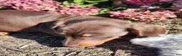 Miniature Dachshund dogs for sale: Cocoa - Ad 12