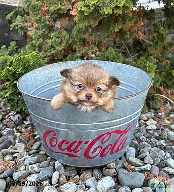 Pomeranian dogs Zoey - Ad 2