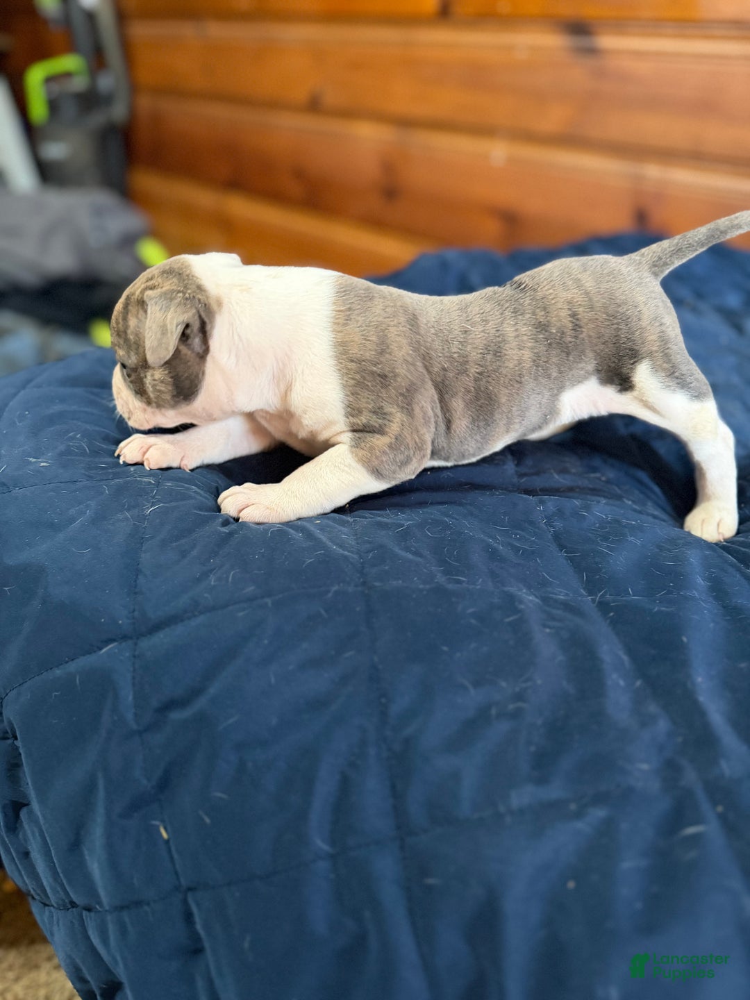 American Bulldog dogs for sale: Rocket - Ad 4