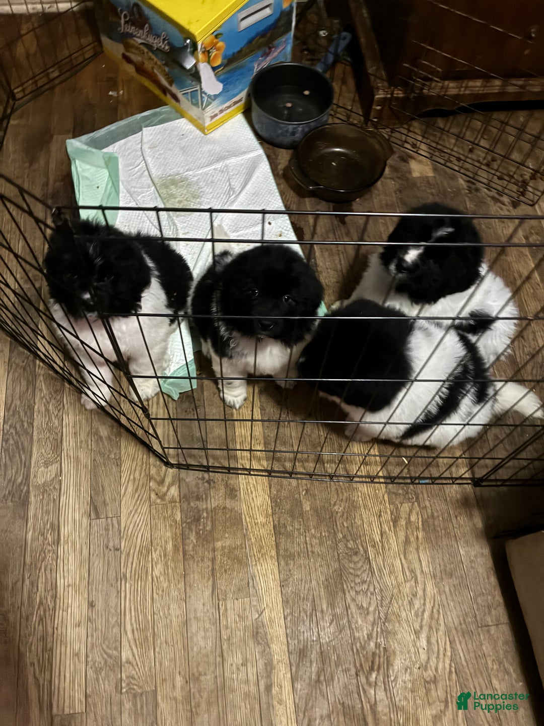 Newfoundland dogs for sale: Newfoundland Puppy 3 - Ad 13