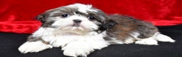 Shih Tzu dogs for sale: Darcey - Ad 3