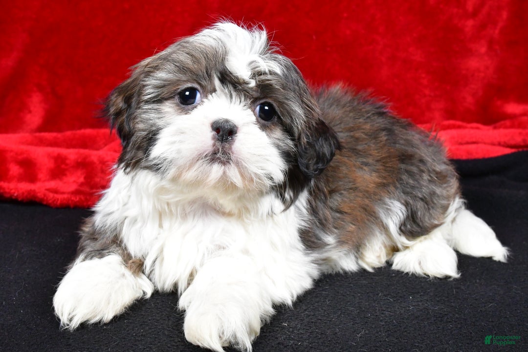 Shih Tzu dogs for sale: Darcey - Ad 3