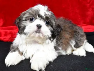 Shih Tzu dogs Darcey - Ad 31