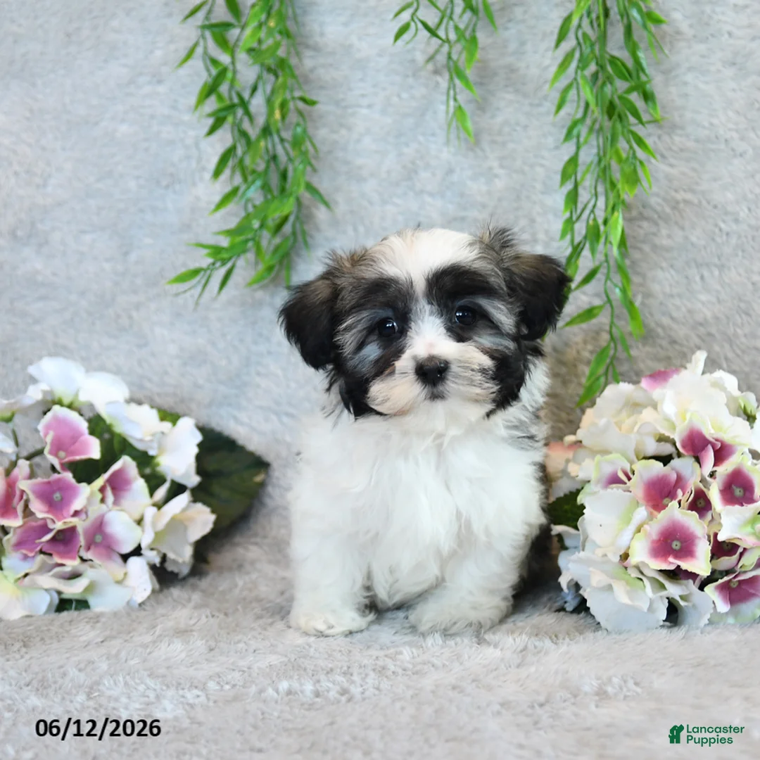 Teddy Bear dogs for sale: Lynelle - Ad 1