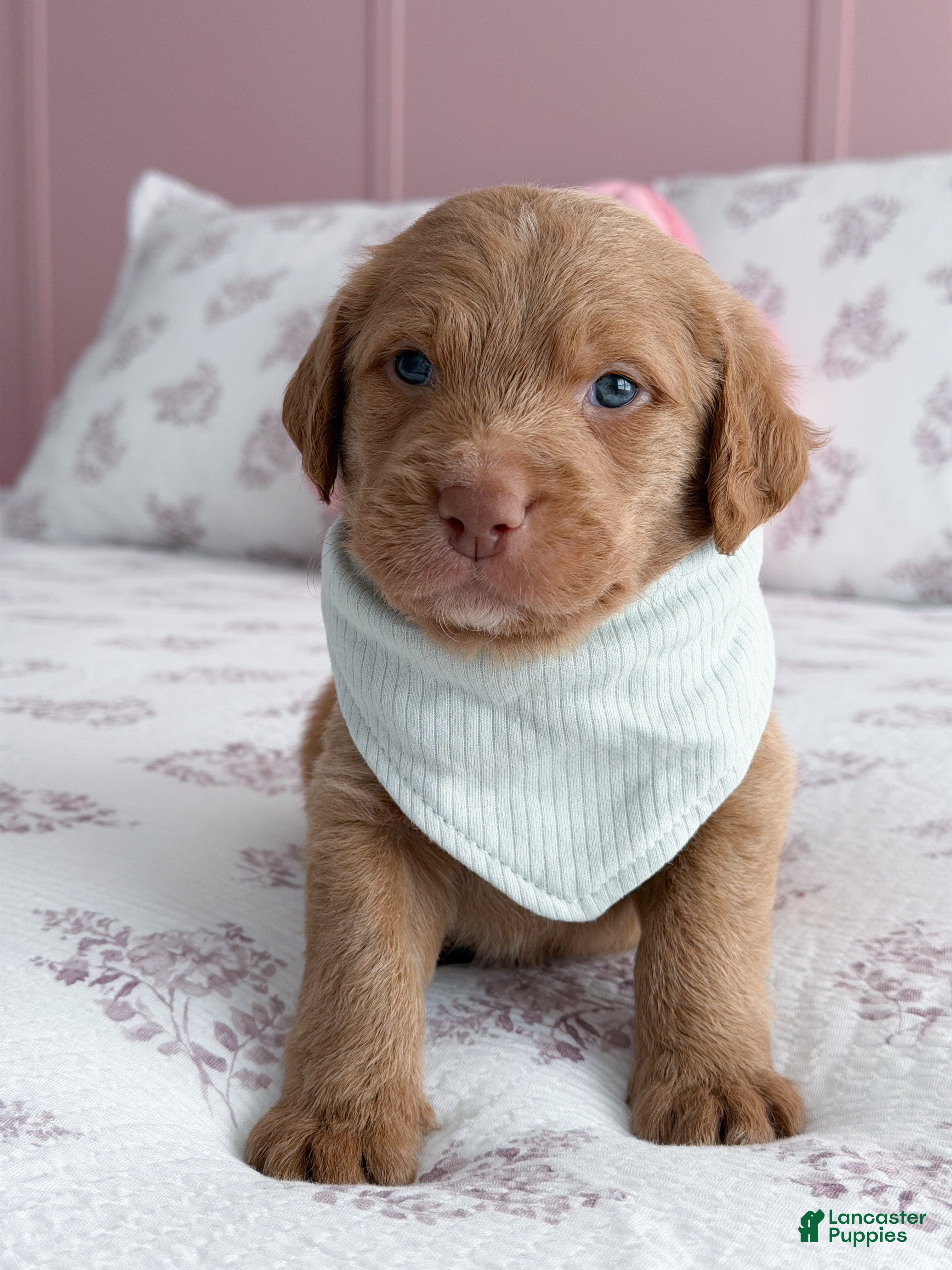 Labradoodle dogs Ollie - Ad 2