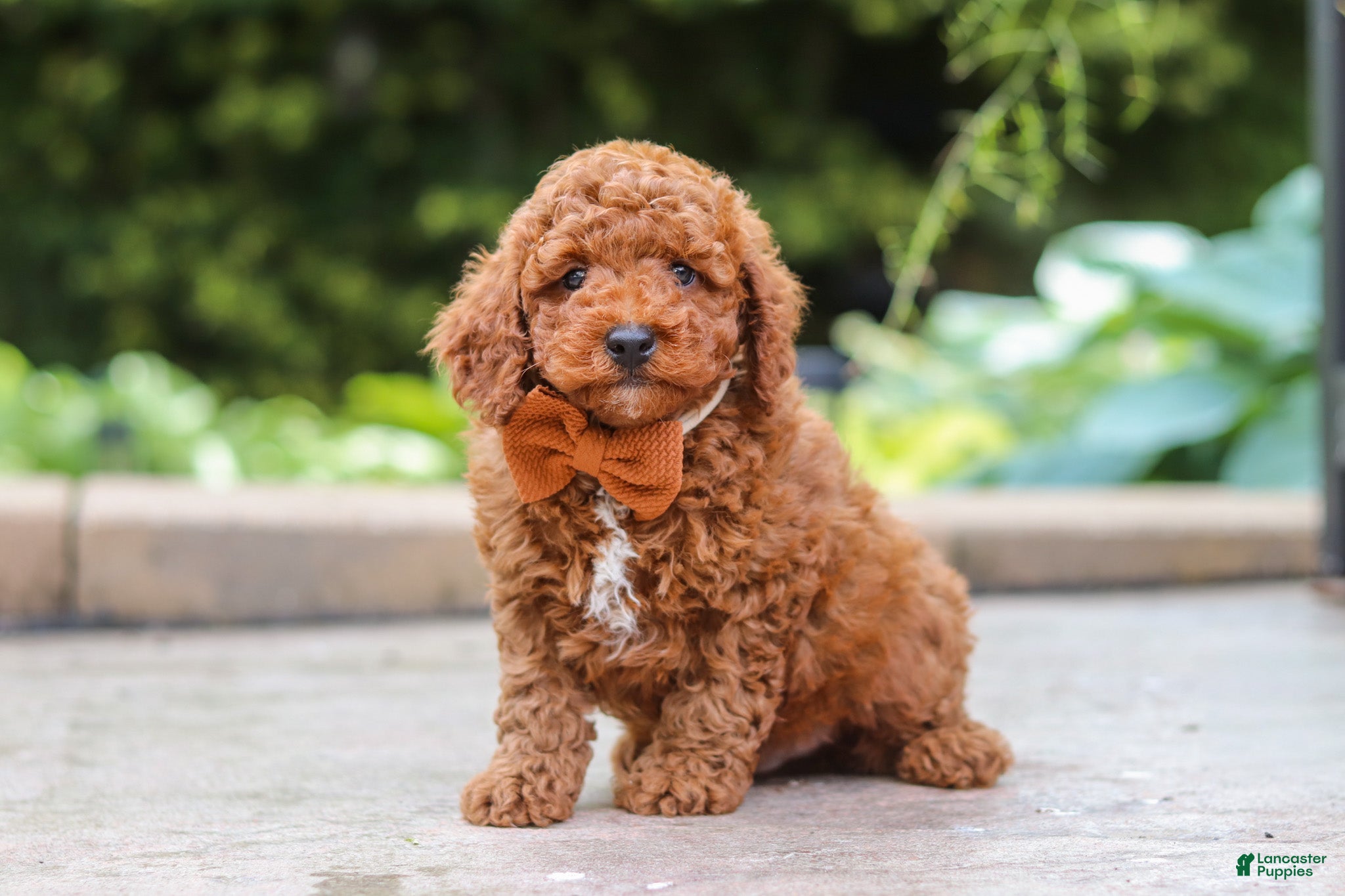 Miniature Poodle dogs Everest - Ad 2