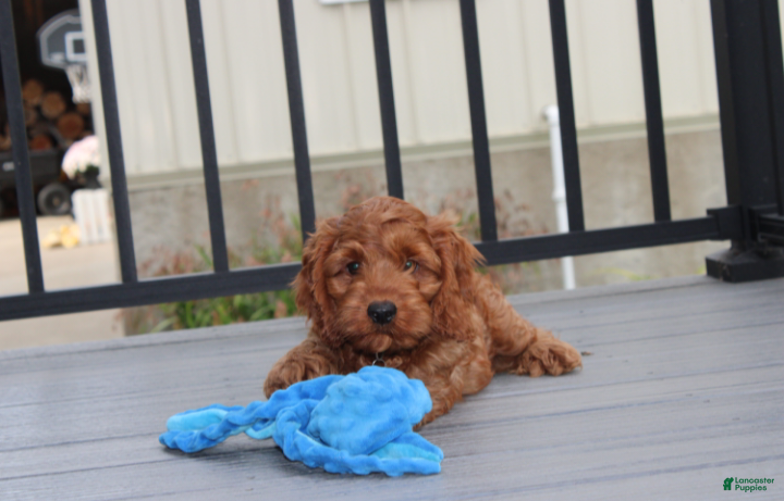 Cockapoo dogs Loki - Ad 2