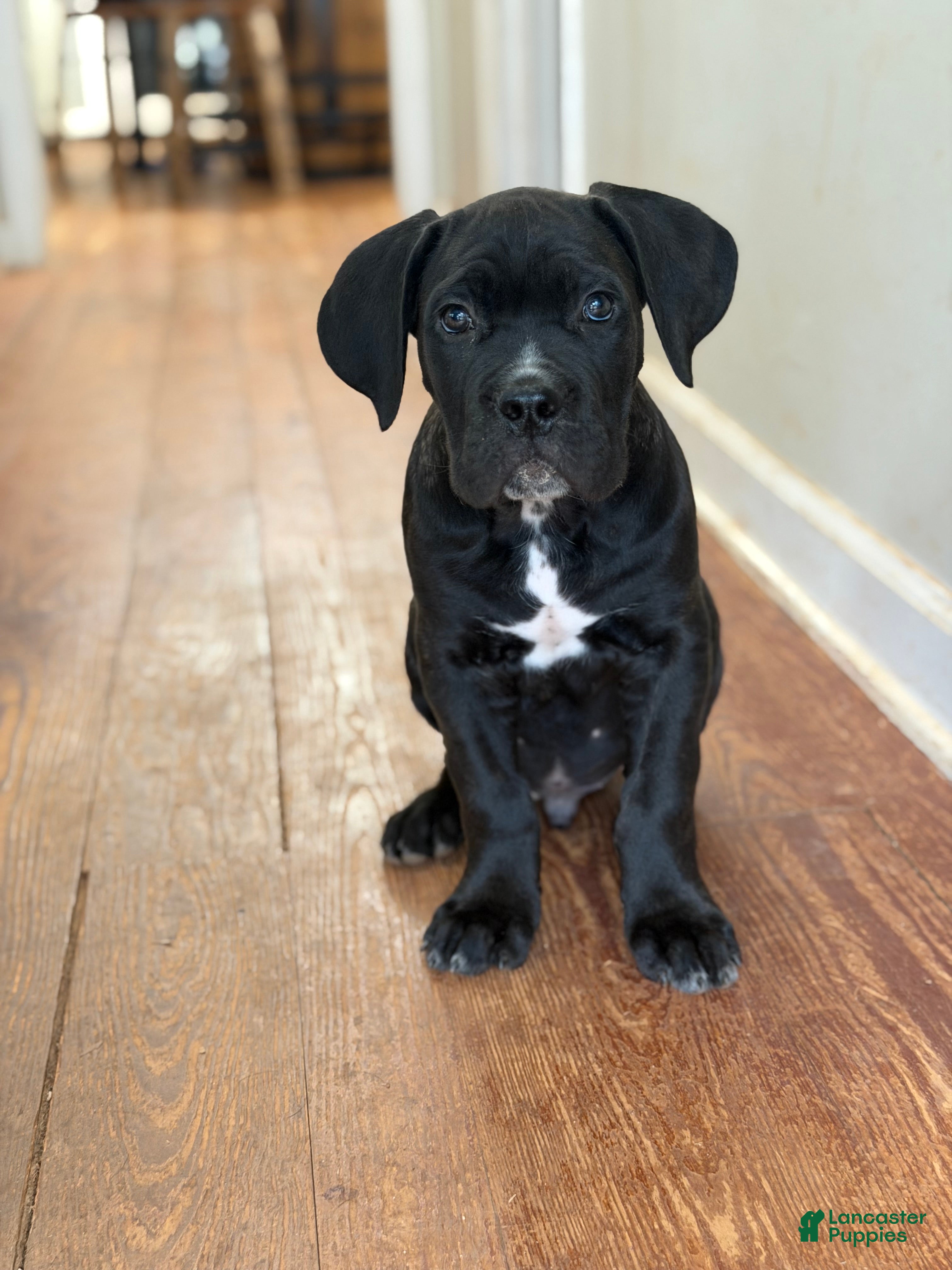 Cane Corso dogs Baby Boy  - Ad 38