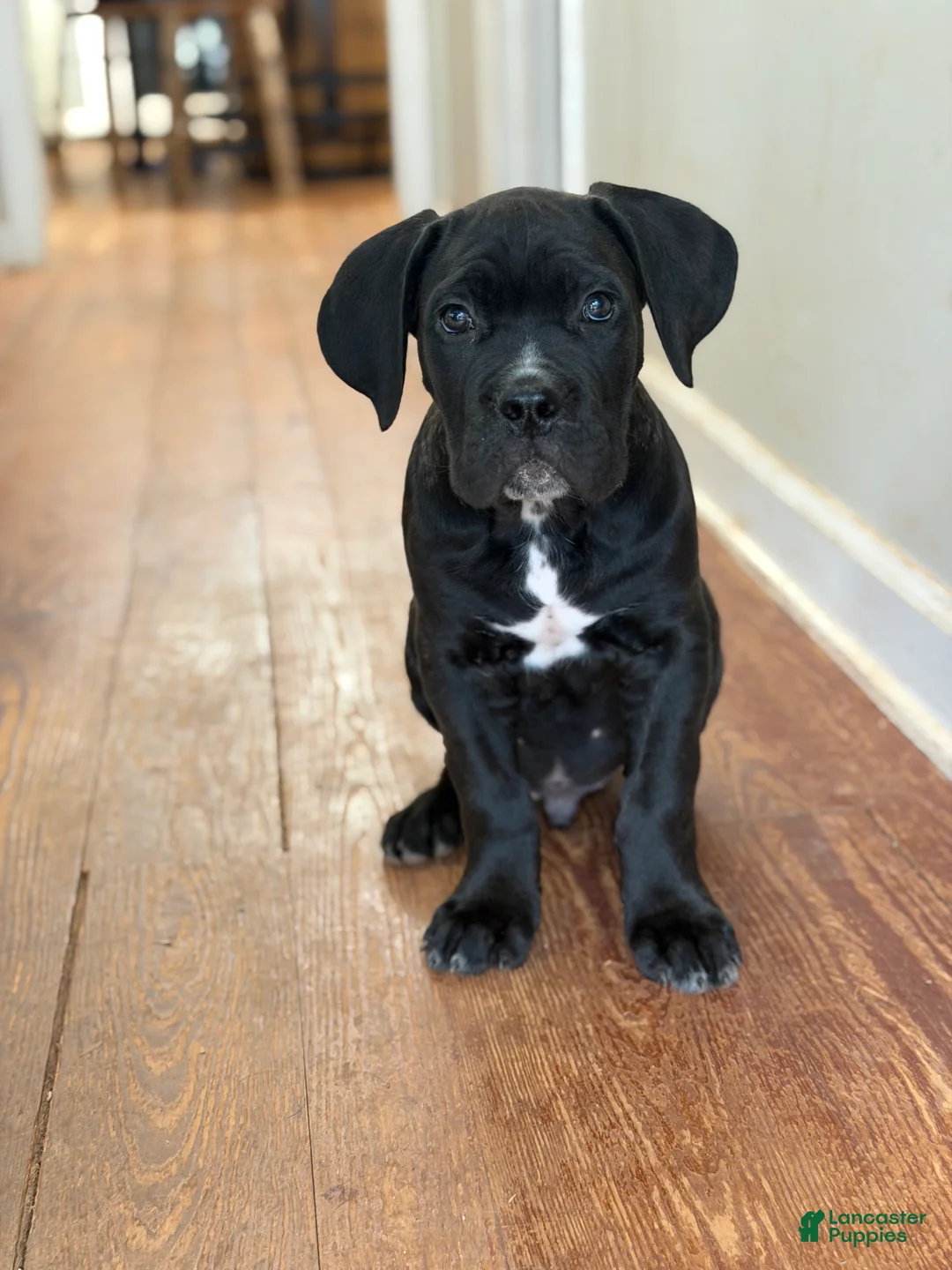 Cane Corso dogs for sale: Baby Boy  - Ad 1