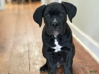 Cane Corso dogs Baby Boy - Ad 38