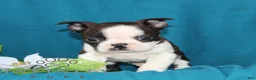 Boston Terrier dogs for sale: Archie  - Ad 5