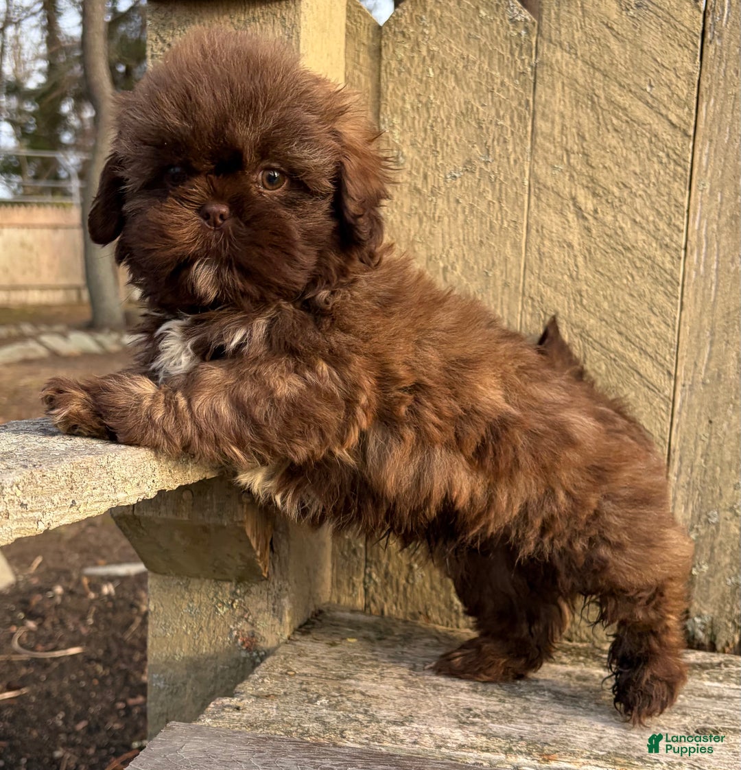 Shih Tzu dogs for sale: 💚 IN BOSTON MASSACHUSETTS AREA 💚 PUREBRED CHOCOLATE SHIH TZU 💚 ESTIMATED ADULT SIZE 10-12 LBS 💚 - Ad 4