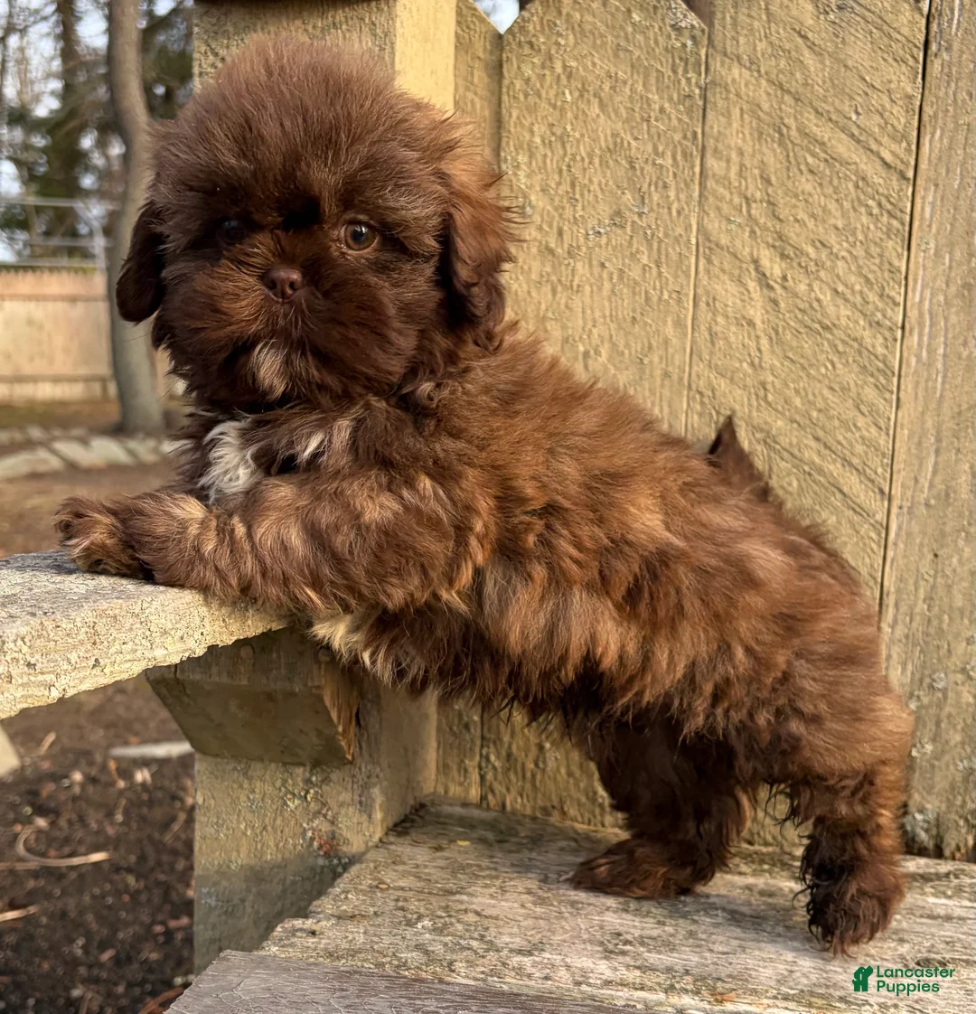 Shih Tzu dogs for sale: 💚 IN BOSTON MASSACHUSETTS AREA 💚 PUREBRED CHOCOLATE SHIH TZU 💚 ESTIMATED ADULT SIZE 10-12 LBS 💚 - Ad 4