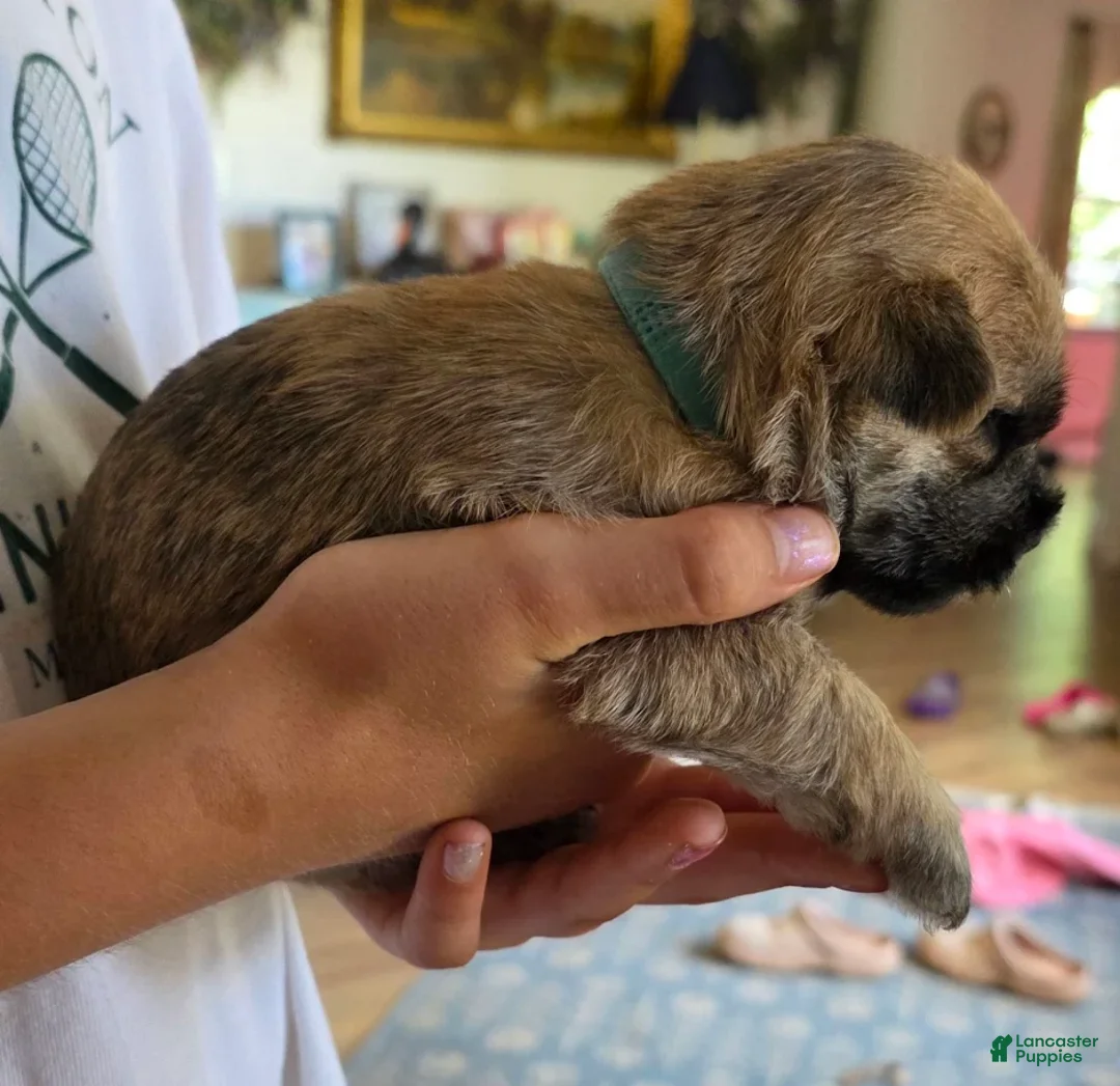 Cairn Terrier dogs for sale: Light Sky  - Ad 2