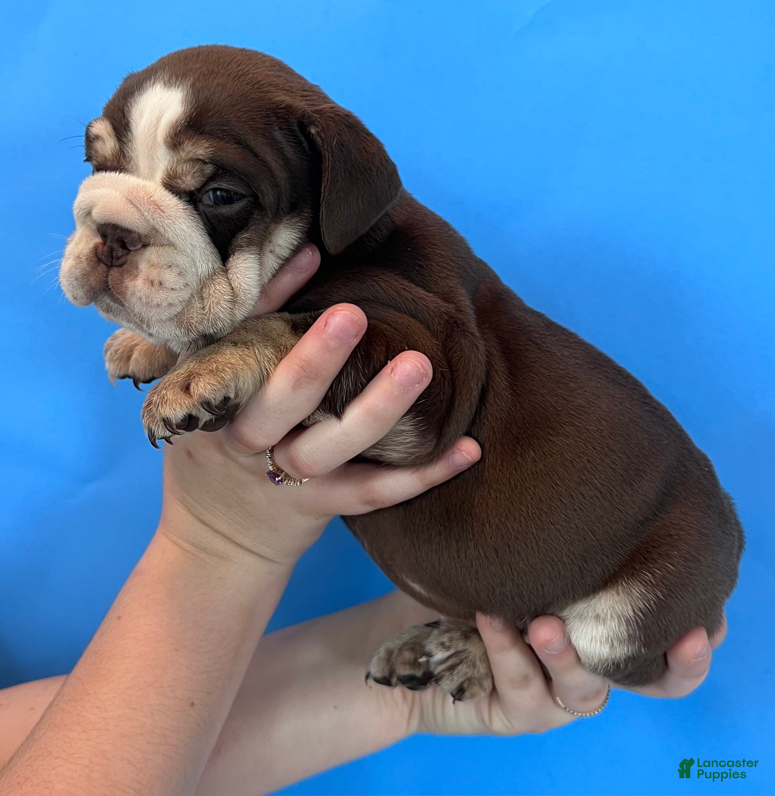 English Bulldog dogs Bandit (Chocolate Trindle) - Ad 15