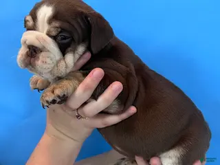 English Bulldog dogs Bandit (Chocolate Trindle) - Ad 38
