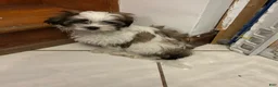 Shih Tzu dogs for sale: Shih Tzu 1 - Ad 3