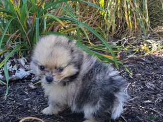 Pomeranian dogs - Ad 42